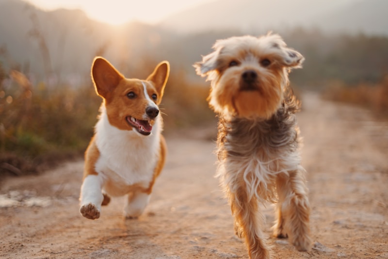 Happy dogs after grooming